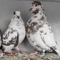 کفتر گلی ماده|پرنده|شیراز, بریجستون|دیوار