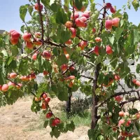 باغ-اندرخ-500-متری