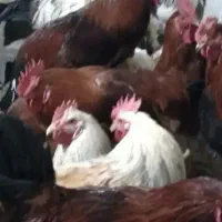 خروس لاری