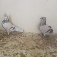 کفتر|پرنده|مشکین‌دشت, |دیوار