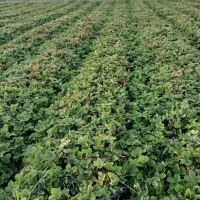 نهال توت فرنگی سابرینا نی ۱۰میلیون|خدمات باغبانی و درختکاری|خان ببین, |دیوار