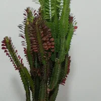 فروشگاه گل|گل و گیاه طبیعی|لوشان, |دیوار