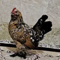 تخم نطفه دار بلژیکی