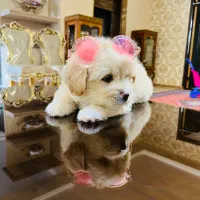 سگ پودل کراس ۲ ماهه