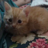 واگذاری بچه گربه