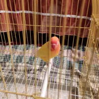 طوطی برزیلی سر خورشیدی ماده آماده|پرنده|شیراز, شهرک استقلال|دیوار
