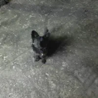 سگ پاکوتاه|سگ|مشهد, خواجه ربیع|دیوار