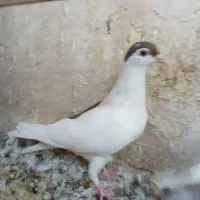 گرفتنی ۷تا|پرنده|قم, نوبهار|دیوار