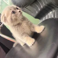 اسکاتیش جذاب