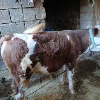 دوگوساله نر نژاد داشتی