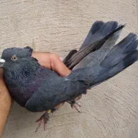 کفتر درجه ۱|پرنده|قم, امامزاده ابراهیم|دیوار