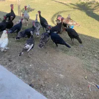 بوقلمون ‌غاز قو غاز چاه سالم