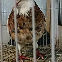 طوق سور زرد کلاهی