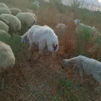 میش فروشی ارزوئیه|حیوانات مزرعه|ارزوئیه, |دیوار