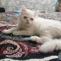 بچه گربه پرشین چشم آبی