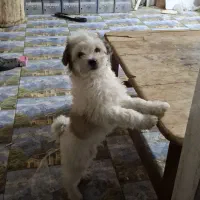 یه قلاده شیتزو تریر نر