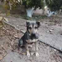 سگ سرابی در خون اصل نگهبان مطمعن|سگ|مشکیندشت, |دیوار