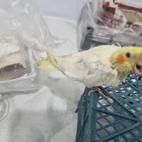 عروس هلندی سرلاکی لوتینو|پرنده|مشهد, عبادی|دیوار