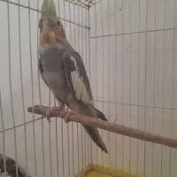 عروس سخنگو|پرنده|سنگر, |دیوار