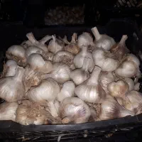 فروش سیر درجه یک ابواسحاق