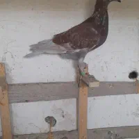 کفتر|پرنده|چناران, |دیوار