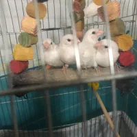 فنچ بنگالی جوان