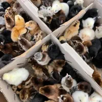 جوجه یک روزه