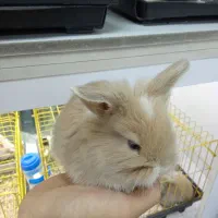 خرگوش مینیاتوری|موش و خرگوش|تهران, تهرانپارس شرقی|دیوار