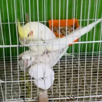 جفت عروس هلندی