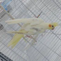 عروس هلندی دوکت|پرنده|ساری, |دیوار