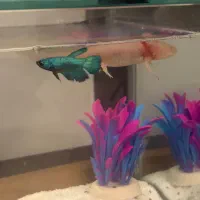 ماهی فایتر  خندان  خزنده