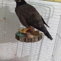 مرغ مینا سخنگو