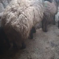 بره نر قوچ چالی