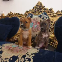 توله نر پیتبول