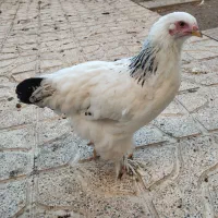 برهما|حیوانات مزرعه|نقده, |دیوار