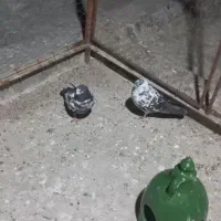 حیوان|پرنده|گمیشان, |دیوار