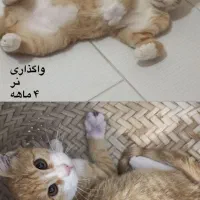 واگذاری گربه نر