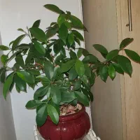 بونسای فیکوس