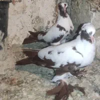 پرقرمزی