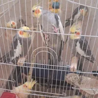 عروس هلندی|پرنده|اصفهان, روشن‌دشت|دیوار