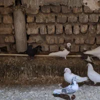 کفتر،کبوتر پرشی،گرفتنی|پرنده|قم, شهرک مهدیه (مدرس)|دیوار