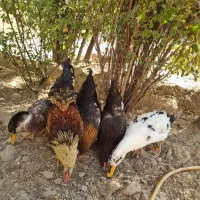 مرغ وخروس