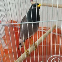 مرغ مینا سخنگو|پرنده|آشخانه, |دیوار