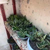 حراج گلخانه کاکتوس با کمترین قیمت|گل و گیاه طبیعی|نورآباد ممسنی, |دیوار