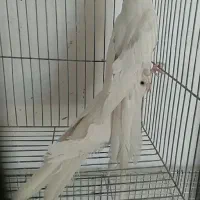 جفت عروس هلندی مولد