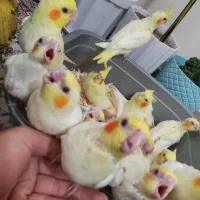 جوجه عروس هلندی سرلاکی نژاد سخنگو