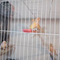 قناری نر وماده فروش فوری|پرنده|مشهد, نیزه|دیوار