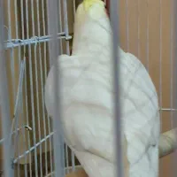 طوطی عروس هلندی لوتینو نر|پرنده|اردبیل, |دیوار