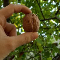 بزرگترین مجموعه تخصصی انواع نهال|خدمات باغبانی و درختکاری|مرند, |دیوار