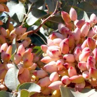 رشدانفجاری پسته بادام وگردو